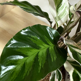 Calathea White Fusion